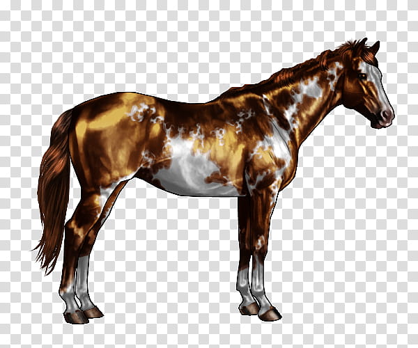 Horse, Appaloosa, American Paint Horse, Chestnut, Bay, Gray, Roan, White transparent background PNG clipart