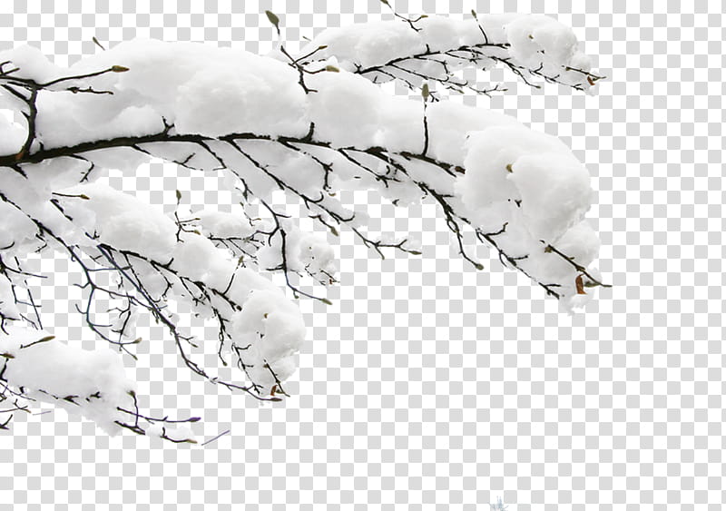 Christmas Tree White, Branch, Daxue, Snow, Santa Claus, Winter
, Christmas Day, Autumn transparent background PNG clipart