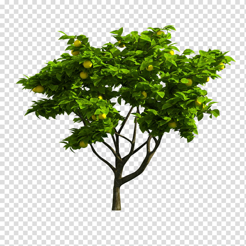 Architecture Tree, Branch, Shrub, Forest, Blog, Flowerpot, Garden, Landscape Architecture transparent background PNG clipart