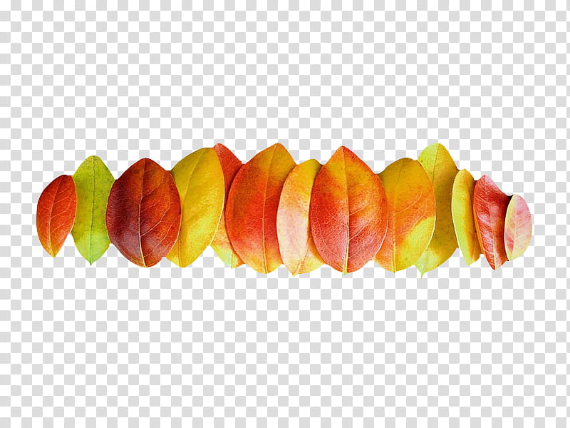 , yellow and red leaves transparent background PNG clipart