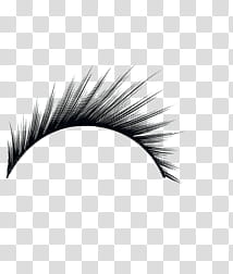 eye lashes transparent background PNG clipart