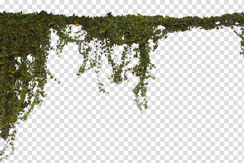 vegetation tree water plant leaf, Branch, Forest, Moss transparent background PNG clipart