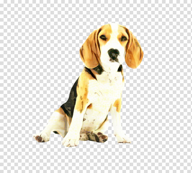 Dog And Cat, Cute Dog, Pet, Animal, Shock Collar, Dog Training, Miniature Schnauzer, Dog Beds transparent background PNG clipart