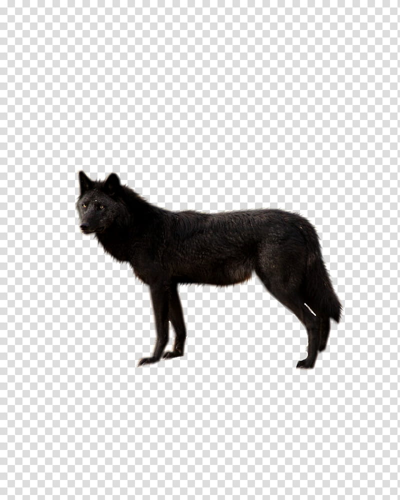 Black Wolf, short-coated black dog transparent background PNG clipart