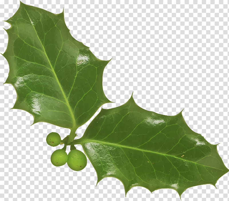 christmas holly Ilex holly, Christmas , Leaf, American Holly, Black Oak, Tree, Plant, Plane transparent background PNG clipart