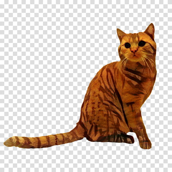 Cat, American Shorthair, Toyger, Dragon Li, California Spangled, European Shorthair, American Wirehair, Bengal Cat transparent background PNG clipart