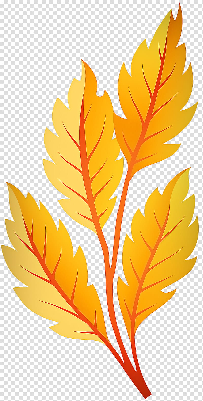 Red Maple Tree, Leaf, Desktop , Orange, Autumn Leaf Color, Yellow, , Orange Leaf Brown transparent background PNG clipart