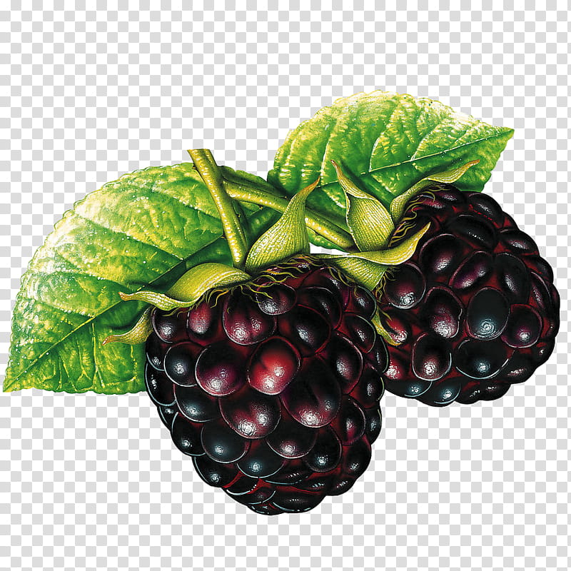 Fruits, two red-and-black berries transparent background PNG clipart