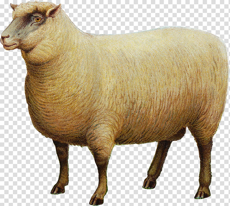 Cartoon Sheep, Southdown Sheep, Goat, Live, Farm, Sheep Farming, Wool, Cowgoat Family transparent background PNG clipart
