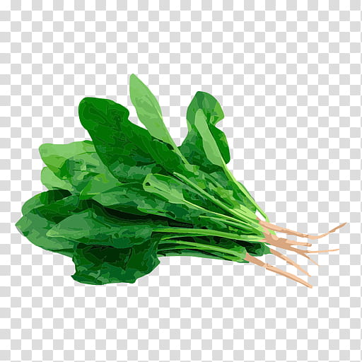 Plant Leaf, Spinach, Chard, Herb, Dock, Food, Parsley, Dill transparent background PNG clipart