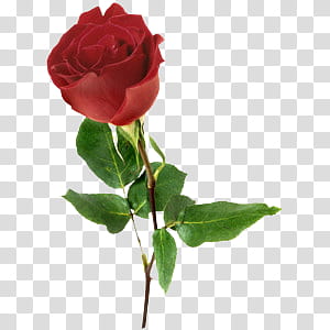 , red rose transparent background PNG clipart