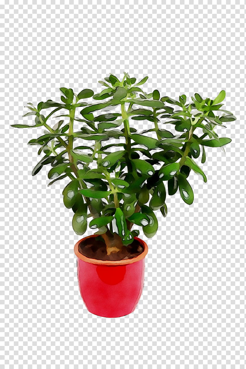 Tree, Flowerpot, Houseplant, Herb, Leaf, Jade Flower, Plant Stem, Shrub transparent background PNG clipart