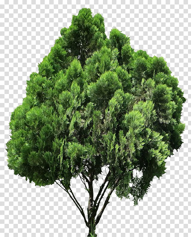 Woody, Conifers, Tree, Oriental Arborvitae, Rendering, Plant, Vegetation, Woody Plant, Shrub, Evergreen transparent background PNG clipart
