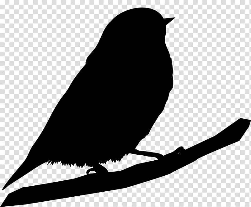 Twig, Beak, Silhouette, Bird, Blackbird, Perching Bird, Songbird, Branch transparent background PNG clipart