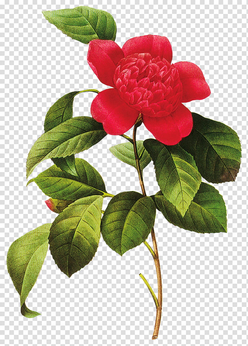 Floral Flower, Choix Des Plus Belles Fleurs, Floral Design, Rose, Japanese Camellia, Artist, Engraving, Plant transparent background PNG clipart