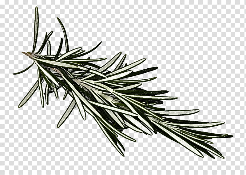 Rosemary, Yellow Fir, White Pine, Oregon Pine, Singleleaf Pine, Shortleaf Black Spruce, Jack Pine, Shortstraw Pine transparent background PNG clipart