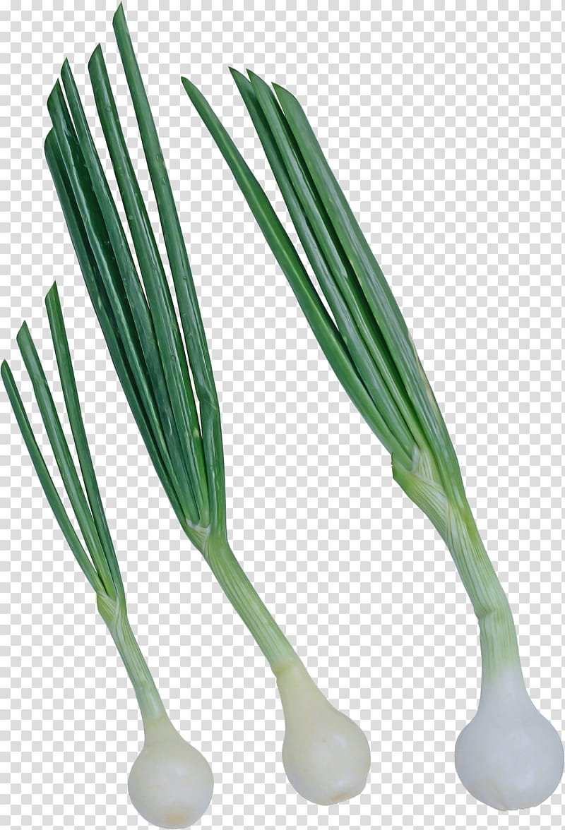 welsh onion vegetable chives scallion leek, Plant, Shallot, Allium, Grass, Ramp, Amaryllis Family, Herb transparent background PNG clipart