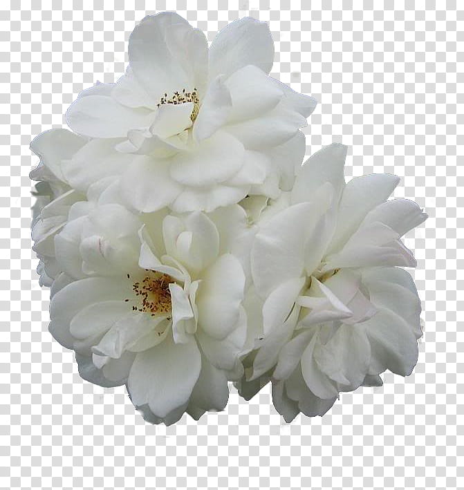Flowers, Cut Flowers, Gardenia, Flower Bouquet, Petal, Peony, White, Rose Family transparent background PNG clipart