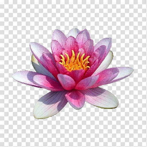 White Lily Flower, Sacred Lotus, Water Lilies, Water Lily Pond, Egyptian Lotus, White Waterlily, Proteales, Nelumbonaceae transparent background PNG clipart