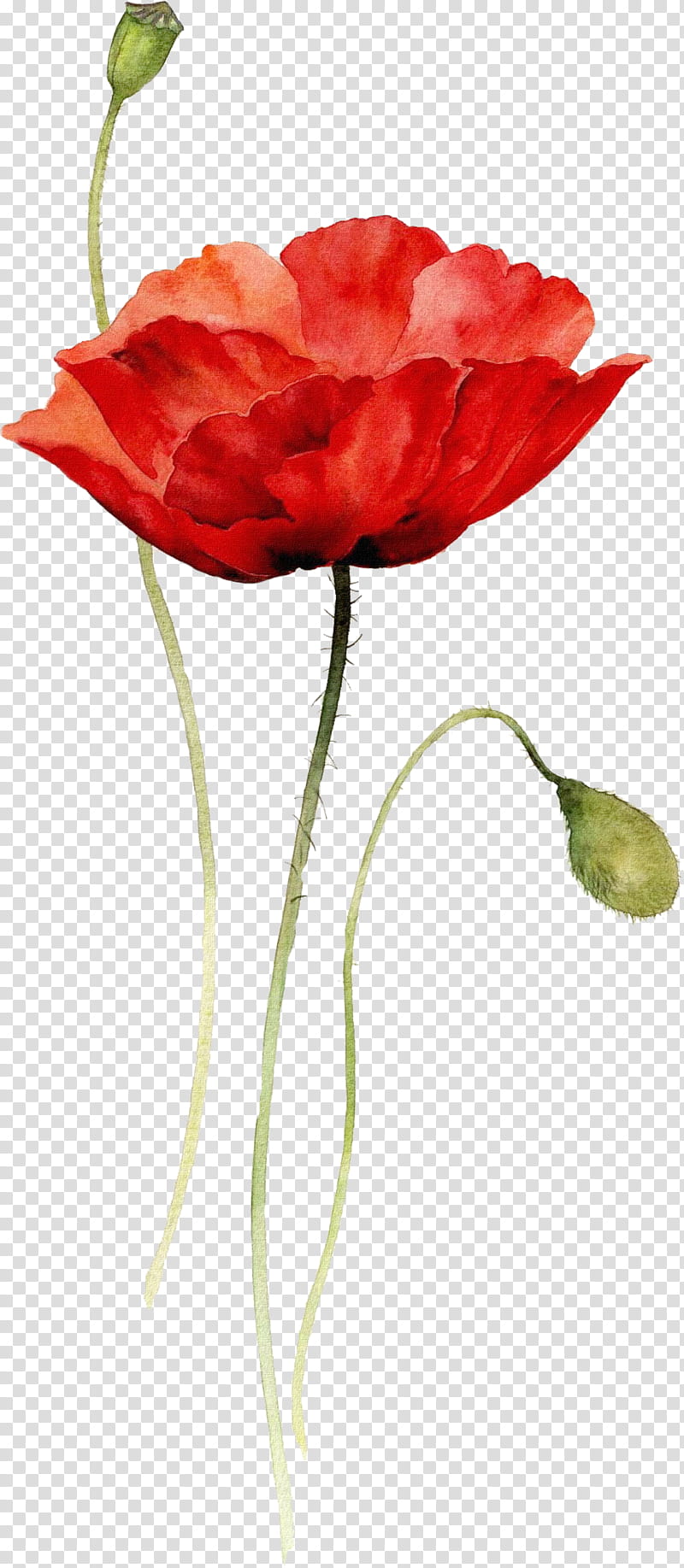 Red Abstract Watercolor Flowers Watercolor Painting Poppy Drawing Poppy Flowers Common Poppy Artist Trading Cards Transparent Background Png Clipart Hiclipart