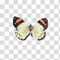 black and white butterfly art transparent background PNG clipart