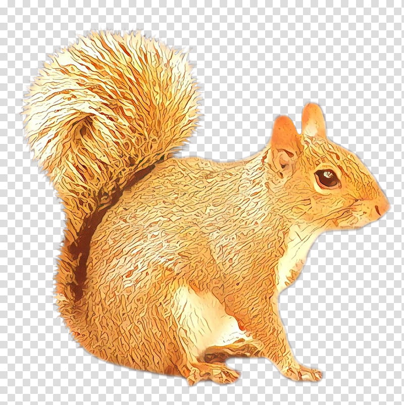 Squirrel, Chipmunk, American Red Squirrel, Fox Squirrel, Eastern Gray Squirrel, Douglas Squirrel, Tree Squirrel, Western Gray Squirrel transparent background PNG clipart