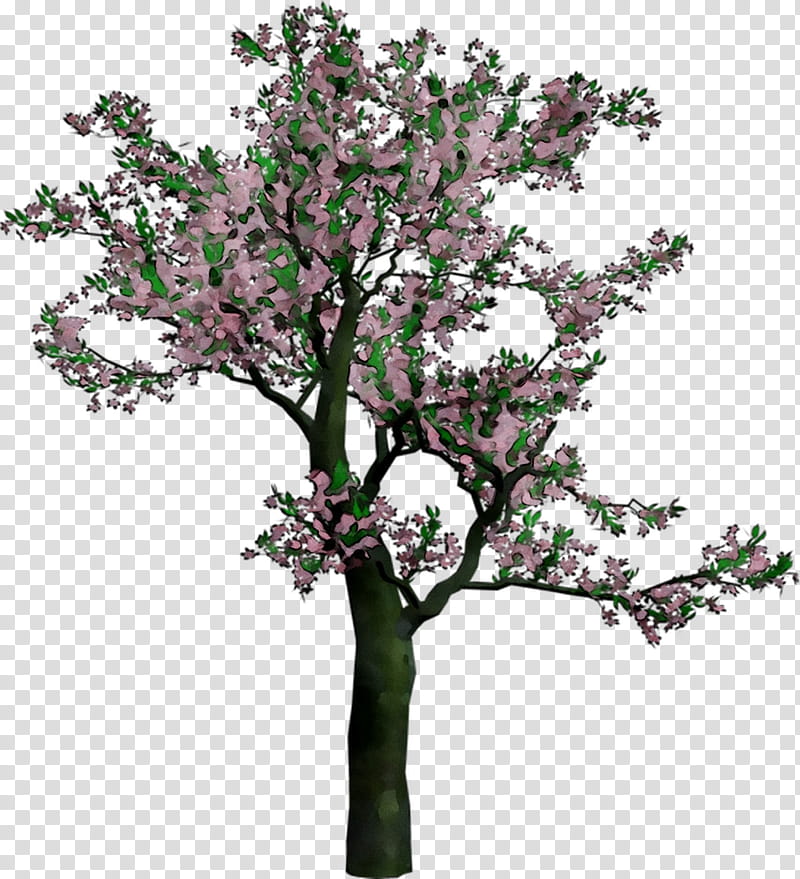 Cherry Blossom Tree Drawing, Flowering Dogwood, Spring
, Pacific Dogwood, Stau150 Minvuncnr Ad, Plant, Branch, Woody Plant transparent background PNG clipart