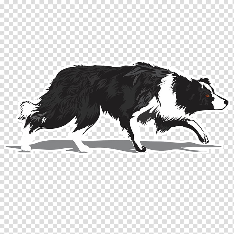 Border Black And White, Border Collie, Rough Collie, Scotch Collie, Chihuahua, Golden Retriever, German Wirehaired Pointer, German Shepherd transparent background PNG clipart