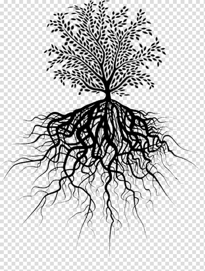 Tree Trunk Drawing, Root, Branch, Twig, Leaf, Plants, Pruning, Plant Stem transparent background PNG clipart