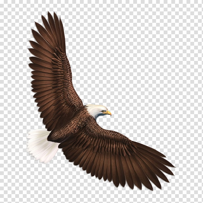 eagle bird golden eagle bird of prey accipitridae, Watercolor, Paint, Wet Ink, Bald Eagle, Kite, Wing, Beak transparent background PNG clipart