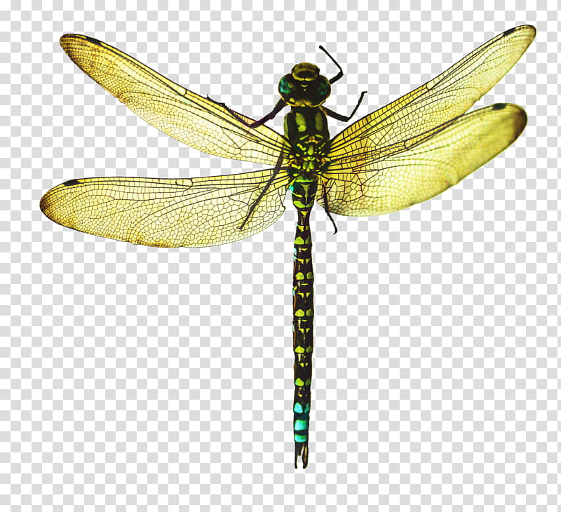 Dragonfly Insect, Netwinged Insects, Pterygota, Membrane, Dragonflies And Damseflies, Damselfly, Hawker Dragonflies, Pest transparent background PNG clipart