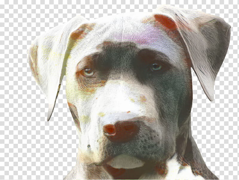 Cute Dog, Pet, Animal, American Pit Bull Terrier, Snout, Breed, Sporting Group, Rare Breed Dog transparent background PNG clipart