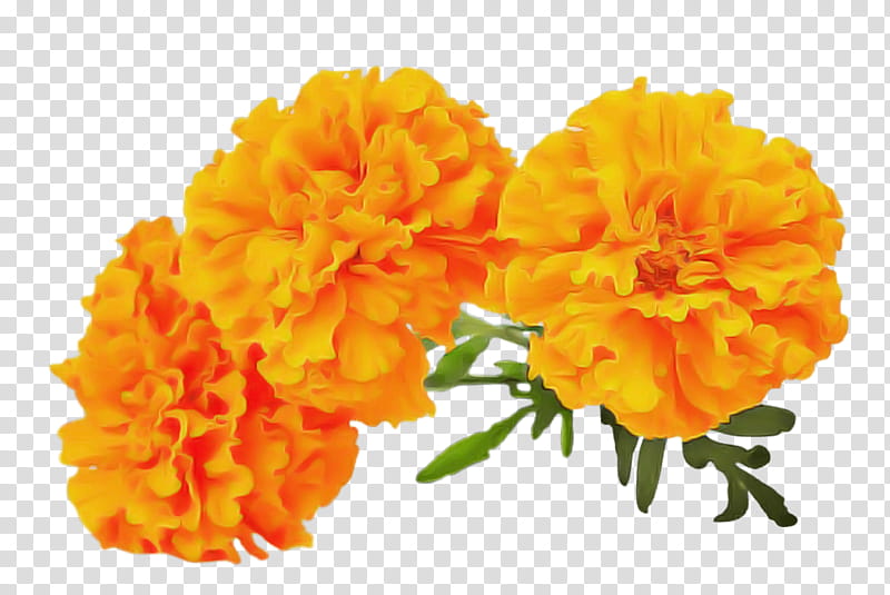 Orange, Tagetes, English Marigold, Flower, Yellow, Tagetes Patula, Petal, Plant transparent background PNG clipart