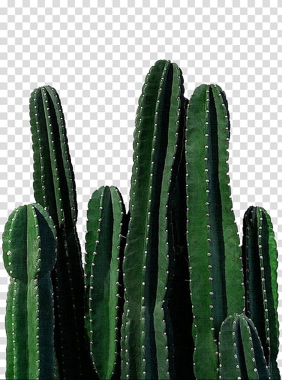 green cactus design 19040254 PNG