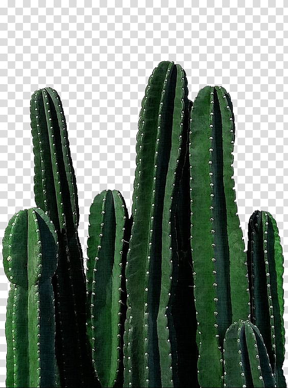 Green Cactus Illustration 16589184 PNG