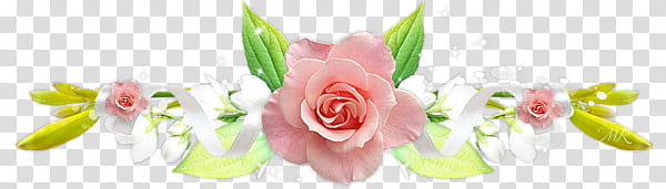 Aniversario Mis Pedidos shop, pink roses illustration transparent background PNG clipart