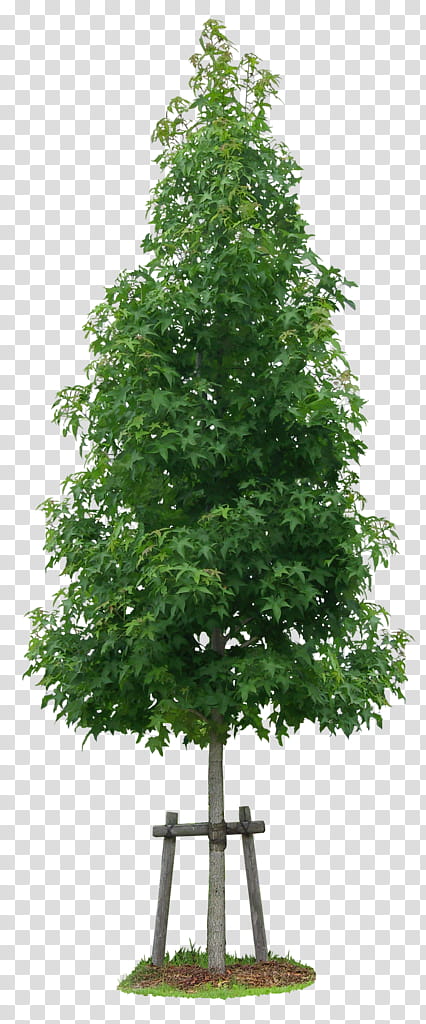 Christmas Tree Branch, Liquidambar Formosana, Sweetgum, Bald Cypress, Leaf, Plants, Acer Ginnala, Shrub transparent background PNG clipart
