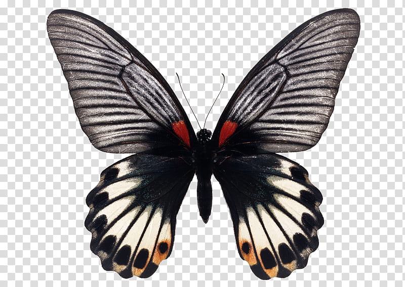 Insect, black, beige, and red butterfly transparent background PNG clipart