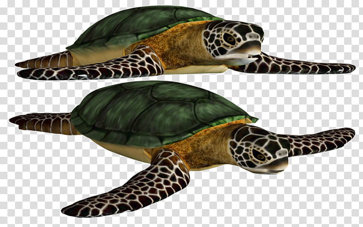 Sea Turtle, Loggerhead Sea Turtle, Green Sea Turtle, Reptile, Turtle Shell, Box Turtles, Kemps Ridley Sea Turtle, Tortoise transparent background PNG clipart