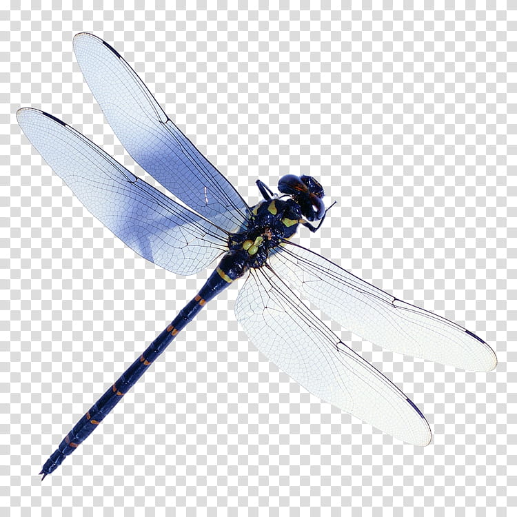 Butterfly, Dragonfly, Beetle, Animal, Insect Wing, Dragonflies And Damseflies, Pest transparent background PNG clipart