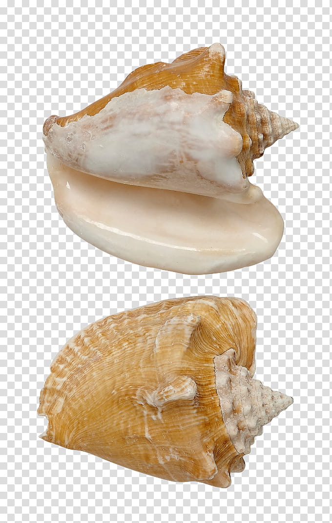 Snail, Cockle, Seashell, Conch, Milk, Conchology, Sea Snail, Gastropod Shell transparent background PNG clipart