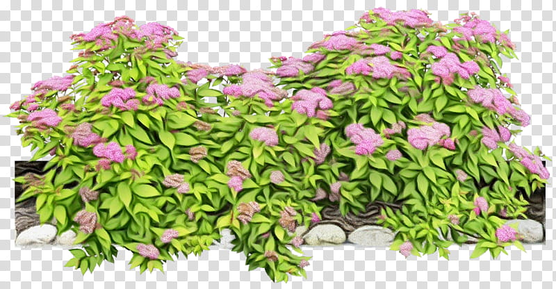 flower plant pink flowering plant leaf, Watercolor, Paint, Wet Ink, Grass, Shrub, Groundcover, Spiderwort transparent background PNG clipart