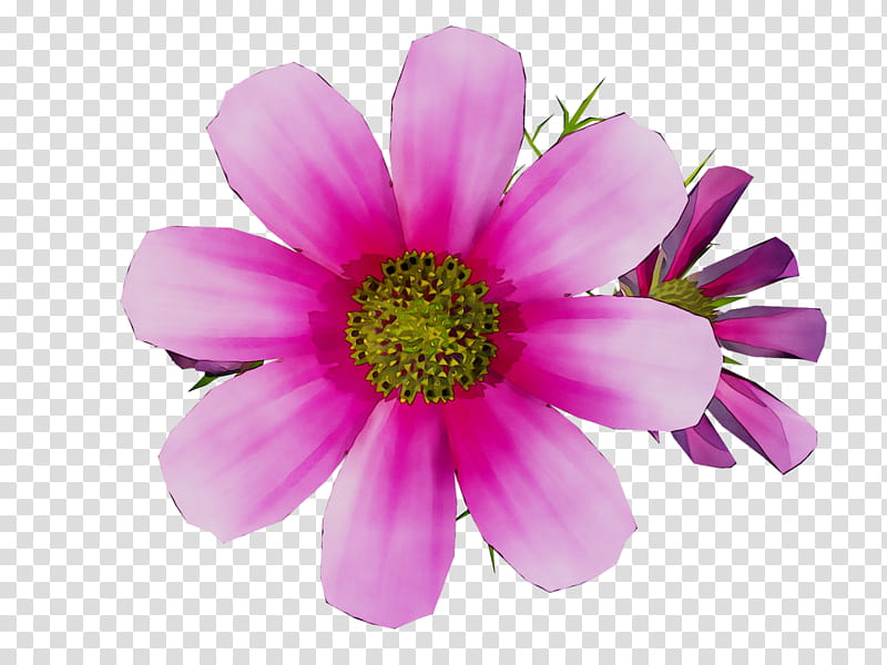 Pink Flowers, Transvaal Daisy, Clothing Accessories, Handbag, Tote Bag, Margarida, Jewellery, Cut Flowers transparent background PNG clipart
