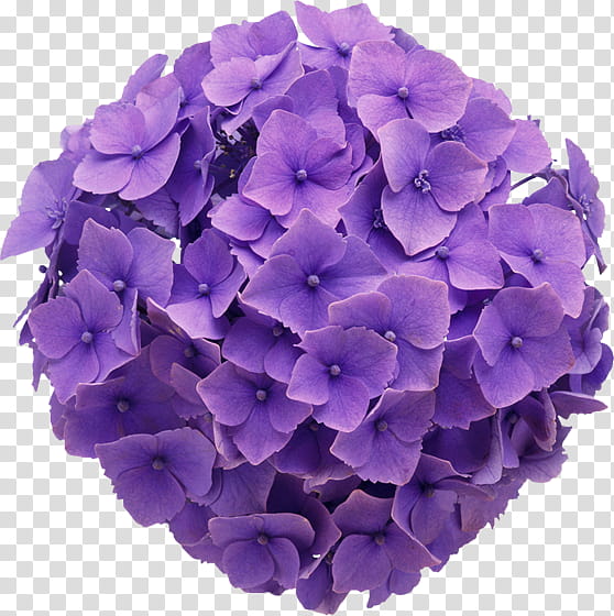 Object Petals, purple Hydrangea flower transparent background PNG clipart