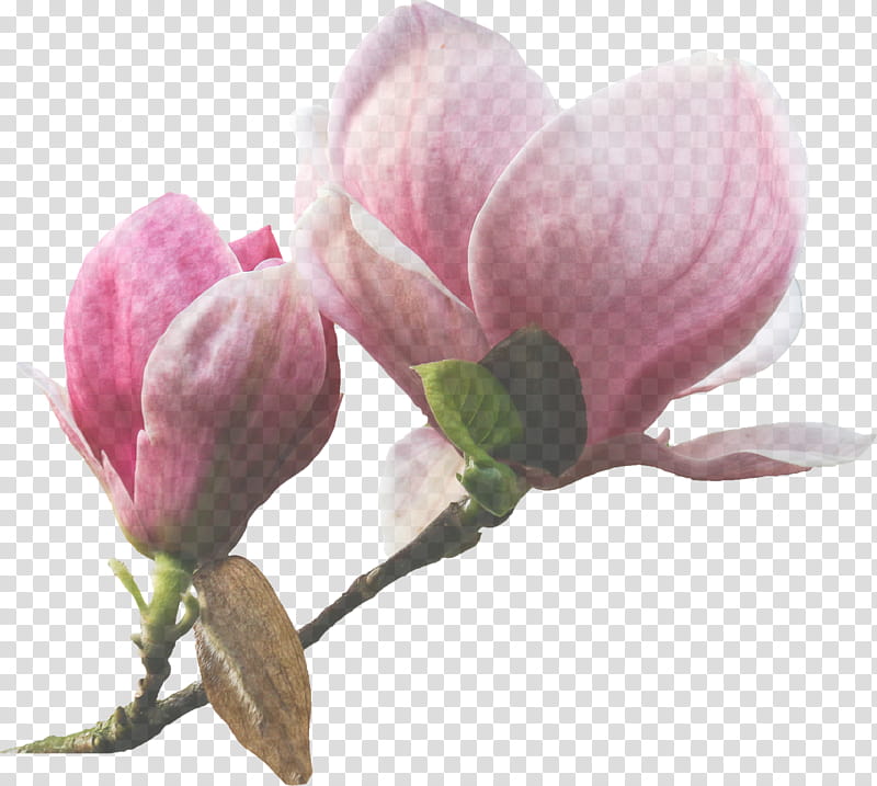 flower plant petal pink bud, Magnolia, Magnolia Family, Pedicel transparent background PNG clipart