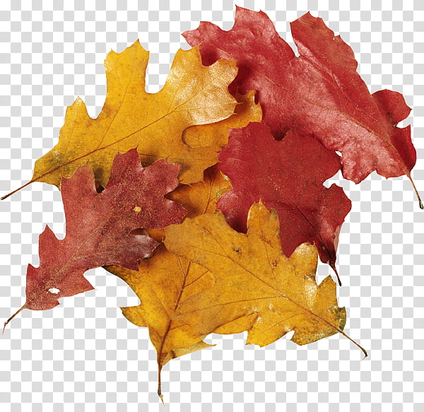Red Maple Leaf, Oak Leaf Cluster, Northern Red Oak, Autumn Leaf Color, Tree, Black Maple, Yellow, Woody Plant transparent background PNG clipart