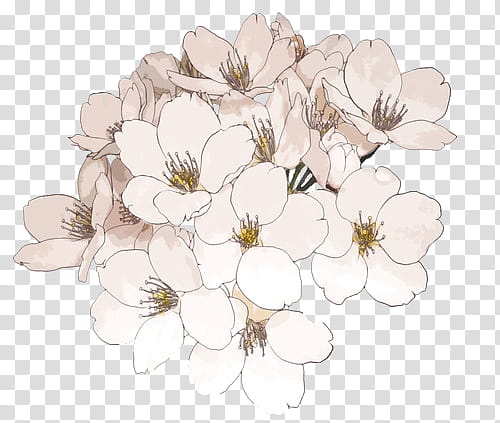 Rose Gold Mega , white petaled flowers illustration transparent background PNG clipart