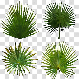 MMD Tropical Resort Stage, four green leaves transparent background PNG clipart
