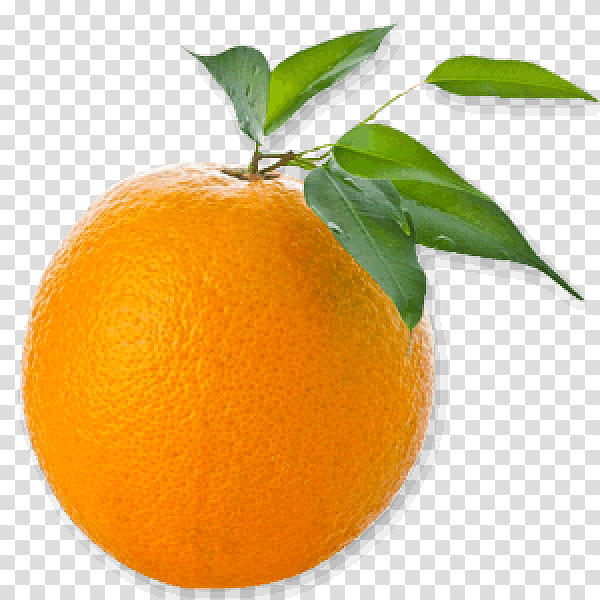 Lemon Leaf, Orange, Fruit, Blog, Citrus, Clementine, Valencia Orange, Mandarin Orange transparent background PNG clipart