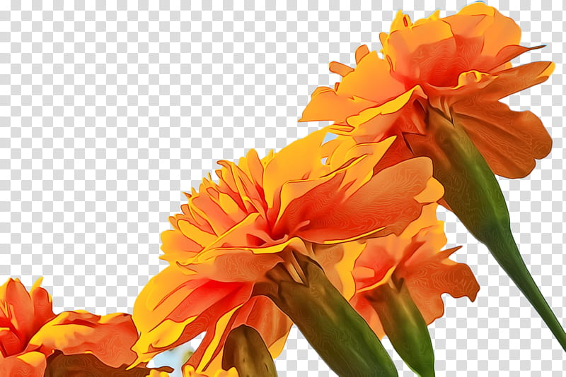 Flowers, Marigold, Blossom, Bloom, Flora, Rose, Canna, Cut Flowers transparent background PNG clipart